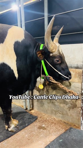 Cattle Breeds Showcase: Brahman and Holstein Highlights