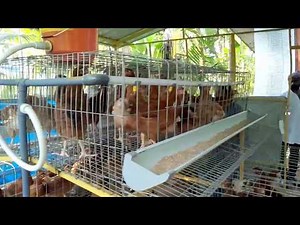 Hens Battery Cages (Layer Birds Cages) Hen Farm with Cages System with small investment business