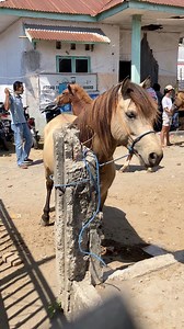 There are many kinds of horses at this market — different colors, sizes, and temperaments. Buyers can simply choose the one that best suits their needs and preferences. Each horse has its own unique charm! #HorseMarket #SulawesiHorses #IndonesianHorse #HorseLovers #HorseTrading | Qaren Farkha