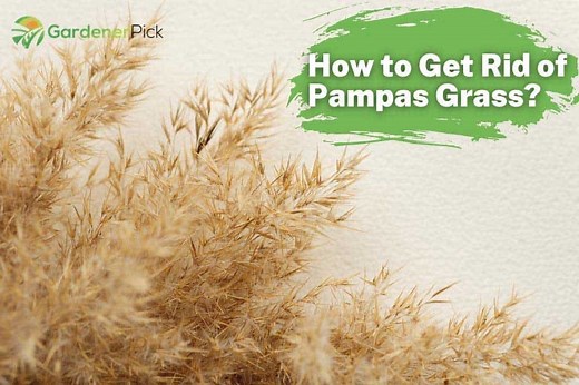 How to Get Rid of Pampas Grass? (9 Effective Ways)