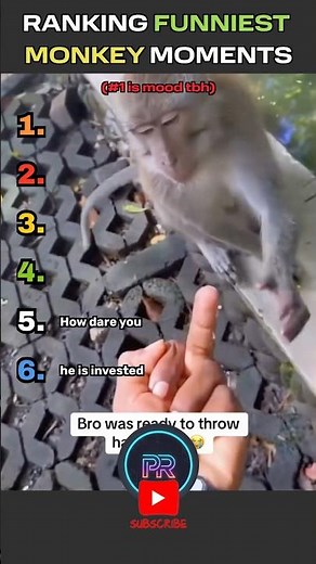 FUNNIEST Monkey Moments 🍌🤪