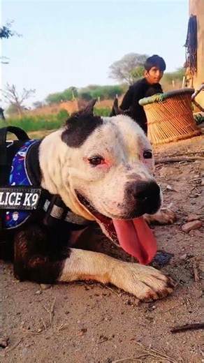 American Pitbull terrier puppy#pitbull #youtubeshorts #shortvideo