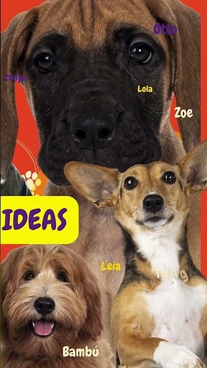 100 Nombres para perros con significado 🐶 | Elige el nombre ideal, perfecto para tu perrito aquí