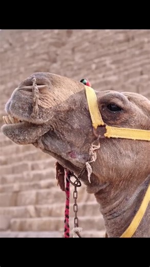 Abu’s Bedtime story on TikTok