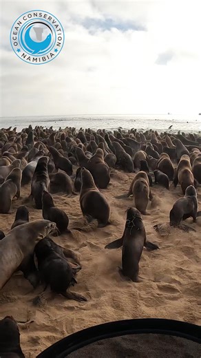 Animal Rescue - Namibia So much fishing line! There is no way the seal would have survived if we had not cut the line. The amount of loops around the animal's body had already hindered it's breathing. We are happy we could remove the line before any major damage was caused. The little spectator, an inquisitive baby seal, came to say hello to the rescuer. Don't worry, he will find his mom. They recognize each other with special barks and their unique smell. Follow the link in our bio to learn mor