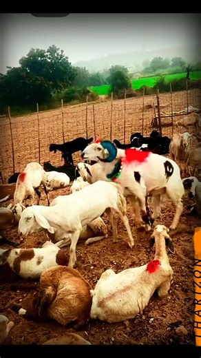 Goats | Goat Farming TipsUltimate Guide to Goat Farming | Tips for Healthy and Productive Goats
