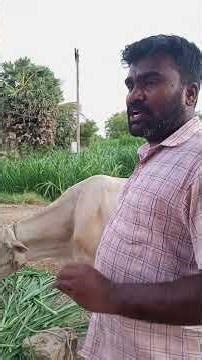 Things to consider before giving birth to a cow 🐄🐄🐄🐄👍👍