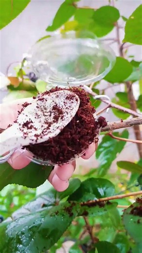 Multiply plants technique🙂🌳#grafting #airlayering #bonsaiprogram