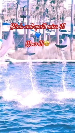 Dolphins are unreal…#dolphin #shorts