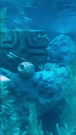 Disney FINDING NEMO SUBMARINE VOYAGE #disney #nemo