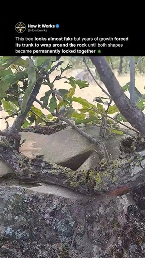 This Tree Looks Impossible 🌳
