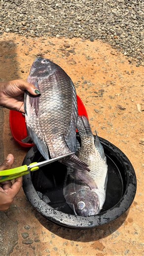 നല്ല മുളകിട്ട തിലോപ്പിയ മീ൯കറി😋@Uncutdiaries #shortsfeed #youtube #cooking #shorts #viralshorts