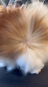 He hurt my feelings #pomeranian #doggrooming #dogsbylogan #dogs | Dogs by Logan