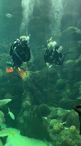 8.5K views · 150 reactions | Thanks to WFLA's Amanda Holly for hanging out with us 錄﫧麗 Check out her story on WFLA News Channel 8 today about her experience at our SCUBA Camp! | The Florida Aquarium | Facebook