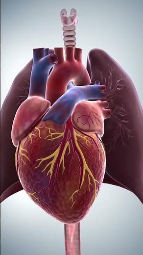 3D Beating Heart | Detailed Anatomy & Blood Flow Animation | #heartanatomy #humananatomy #heart
