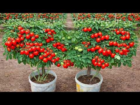 First Time Growing Tomatoes? Try This Easy Container Method 🍅