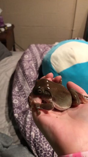 Don’t worry I got some help and he is okay. #dumbfrog #whitestreefrogs #frogmom
