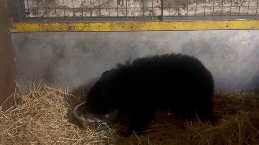 Meet our newest arrival — the third orphaned bear cub to reach Aspen Valley Wildlife Sanctuary this season. 💛 After a long journey from Kapuskasing, this tiny cub arrived weighing just 7.2 kg. Like the two cubs who came before, this little one has a lot of growing to do before hibernation. Born in late January or early February, all three should still be safely with their mom — but instead, they’re working hard to catch up, and we’re honoured to help them along the way. They’ll spend the winter
