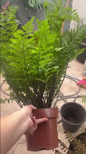 Asplenio Parvati planta super fácil de cuidar! #flores #plantas #suportedeplantas #plants #garden