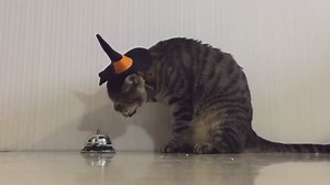 Cat Ringing Bell For Food | Most Adorable Pictures