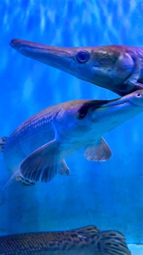 giant alligatorgar #alligatorgold #goldengar #alligator #monsterfish #shortsfeed #underwaterworld