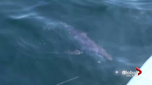 New research paints grim future for Mako sharks in Atlantic Canada