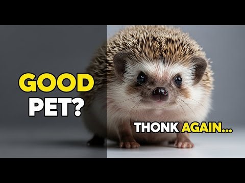 Are Hedgehogs Good Pets… Really
