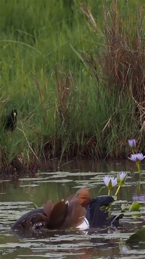 Wow this snake 🐍 is so big 🤔 | Animal Fight