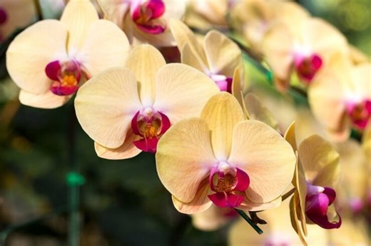 25 Jenis Tanaman Anggrek Dilindungi di Indonesia dan Nama Ilmiahnya | Kids