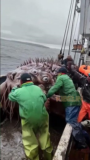Giant Deep Sea Creature Caught by Fishermen!🐙🦑🦀#deepseafishing #fishingexploration #giantseacreature