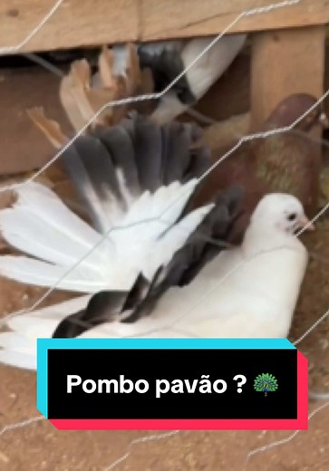 Pombos: A Criação e Cuidados Necessários