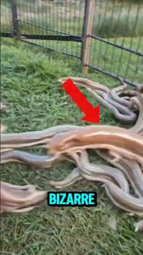 Top 5 Bizarre Weirdest Animal Farms That Will Make You Shiver