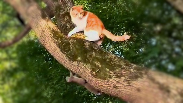 Clever squirrel outsmarts cat in chase around tree branch