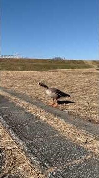 Lesser White-fronted Goose 2026.2.4