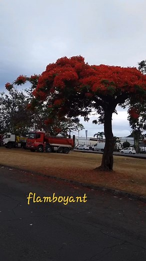 1.8K reactions · 166 shares | C'était "la place aux Flamboyants", "quartier cow-boys". C'est en mémoire pour toutes les tombes qui vont être fleuries, embaumées en ce jour spécial du 1er novembre.  Bienvenue à Saint-denis ⚘️ #reunionisland #reunion974 #flamboyant #arbres #fleurs #saintdenis #saintdenisreunion | Lili Guide Réunion | Facebook