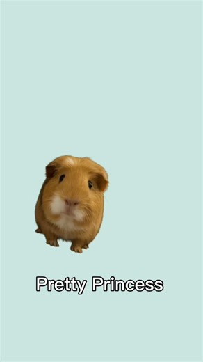 Im a pretty princess 👸 #funny #memes #guineapig #fyp