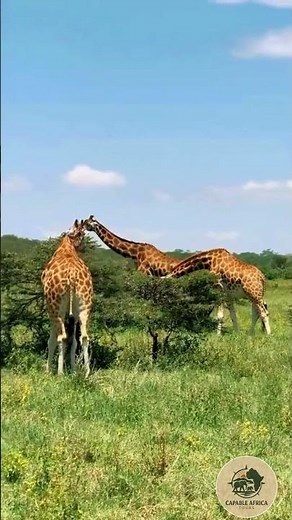 Lake Nakuru National Park #exploreafrica #wildlife #Lakenakurunationalpark