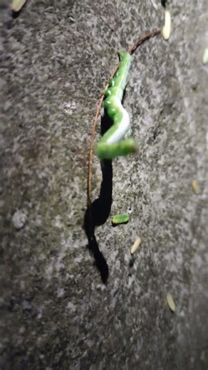 Worm walking-Never give up to reach the Goal 🐛