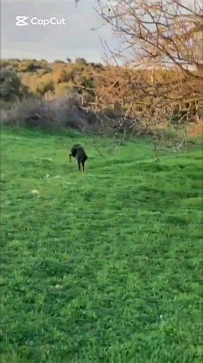 Cadela Carlota on Instagram: "A nossa Amora está, finalmente, a descobrir que a vida é uma coisa boa e que não há razão para ter medo! Depois de mais de um mês na casa da nossa voluntária (para onde foi após uma temporada internada no hospital veterinário, onde esteve a ser tratada à parvovirose que quase a levou), a Amora é uma cadela completamente diferente. Passou de uma cadela super assustada para uma que já corre e convive alegremente com outros cães e pessoas. E a melhor notícia é que ela