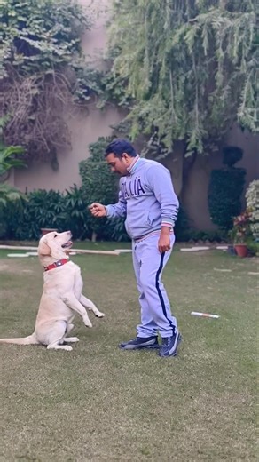 smart labrador retriever Training 😍 #session #1384 #labrador #shorts #dogtrainingdogtraining