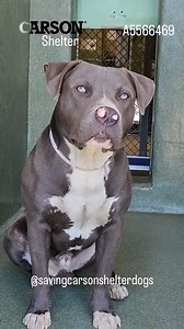 1.2K views · 115 reactions | Adopted  A5566459 ✰ SKYLER -7/12/23-...