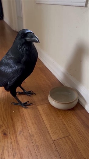 The Doorbell Tapper 🐦‍⬛🔔