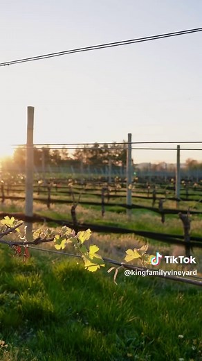 Yesterday was a long one for many Virginia winegrowers - one of those nights that quietly blends into sunrise. With an early bud break this year, the risk of frost loomed larger than usual, and when Mother Nature throws a curveball, quick thinking and teamwork are everything. Protecting the delicate young buds that will eventually become the wines you love requires a blend of experience, strategy, and dedication. We’re incredibly grateful for our vineyard team and their deep knowledge, which gui