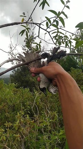 The moment a bird gets glutinous rice #shorts #birds #bolang #mikatburung