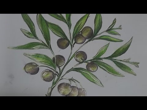 رسم غصن الزيتون للمبتدئين.. بطريقة سهلة 💯🫒 .. شكرا لتعليقاتكم و اشتراكاتكم 👍🔔draw an olive branch
