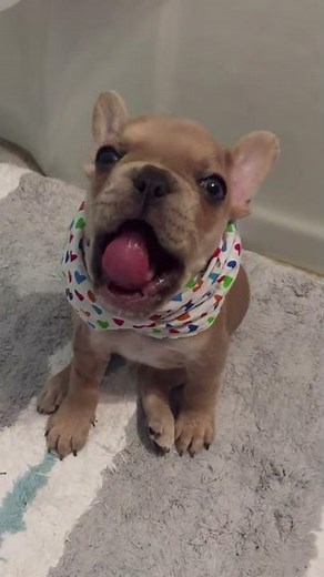 Adorable puppy tries his best to say "I love you"