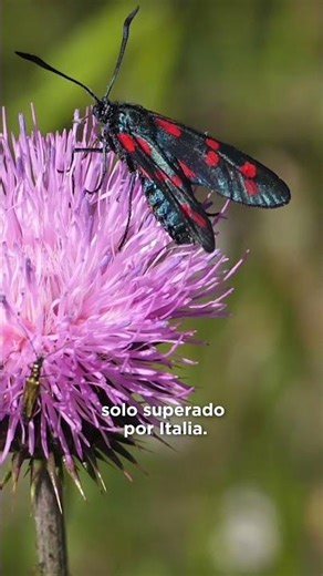 Mariposas en España