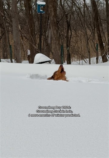 Groundhog Day is cancelled this year 🫠 | groundhog