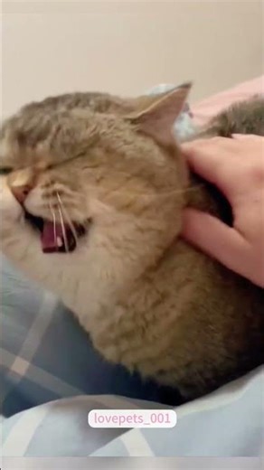 Cats Trying to Catch Bugs 😹🐞 | #FunnyCats #CatFails #CuriousCats