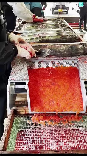 Amazing Facts #amazingfacts #facts #amazingfactsinhindi #interestingfacts #top3amazingfacts #top3amazingfactsinhindi #mindblowingfacts #unknownfacts